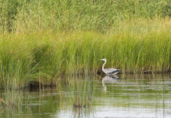 Grå Häger Vid Kusten — Stockfoto