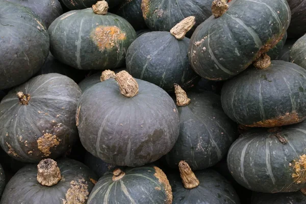 Autumn Harvest Selective Focus — Stock Photo, Image