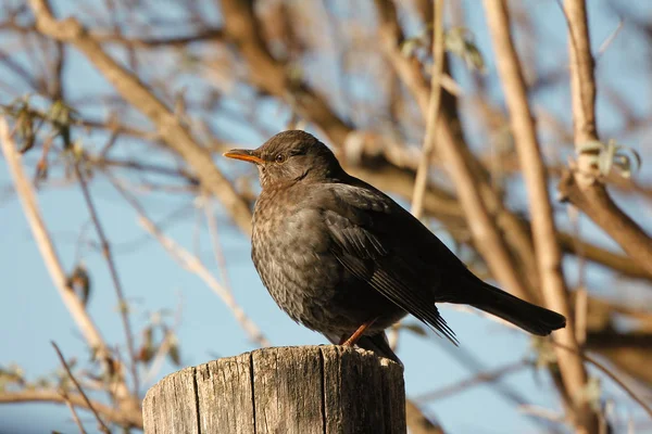 Schilderachtig Uitzicht Prachtige Vogel Natuur — Stockfoto