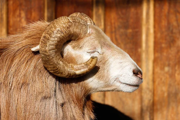 Zbliżenie Zwierząt Zoo — Zdjęcie stockowe