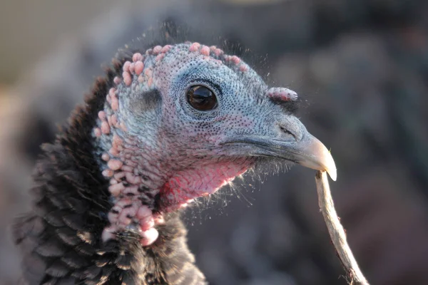 wild turkey close-up
