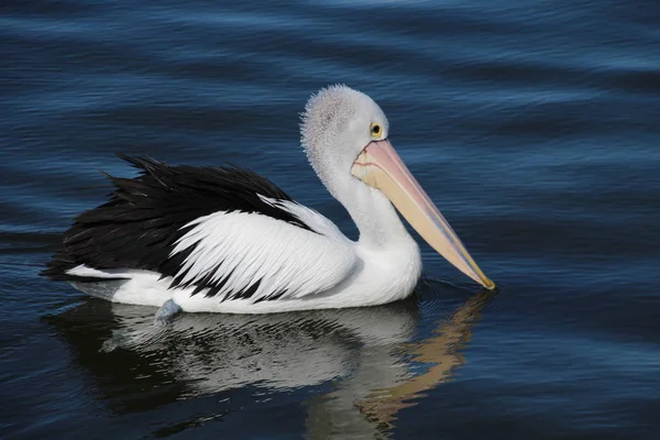 Natação Pelicano Austrália — Fotografia de Stock