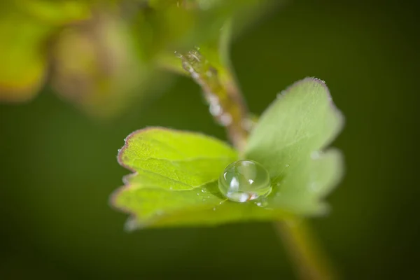 背景がぼやけている低木の葉の上の雨滴の閉鎖 — ストック写真