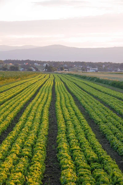 Pittoresk Utsikt Över Naturscenen — Stockfoto