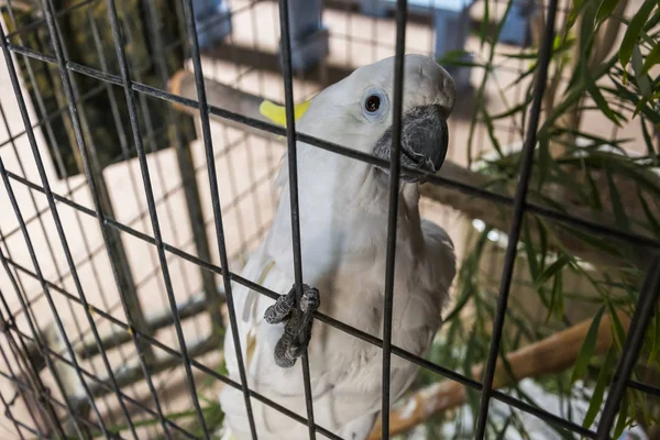 Portrét Bílého Papouška Zajetí — Stock fotografie