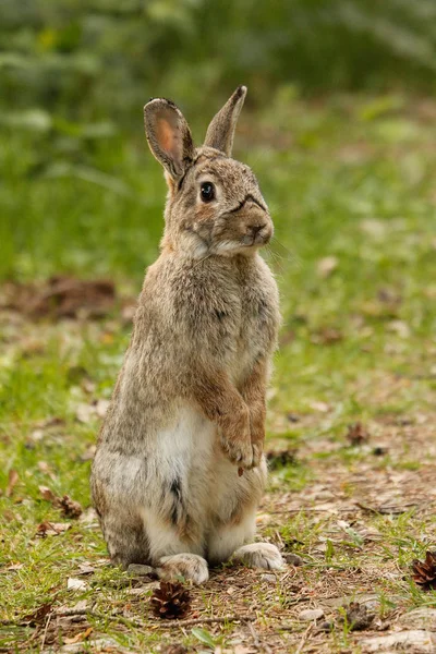 Hare Outdoors Forest — Stockfoto