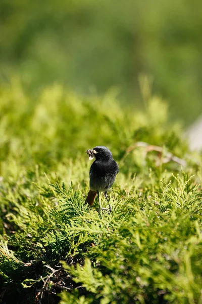 Pájaro Negro Con Insecto Pico Thujenhecke — Foto de Stock