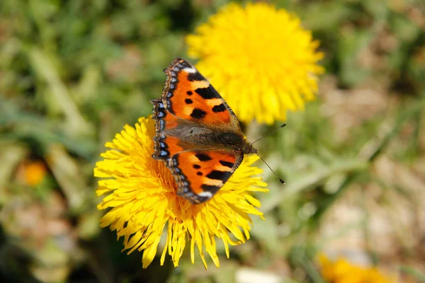 Papillon Sur Fleur Pissenlit Sur Alpage Été — Photo