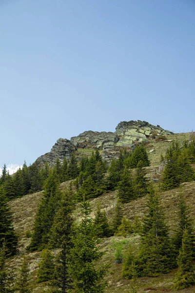Nåletræer Bjergene Sommeren - Stock-foto