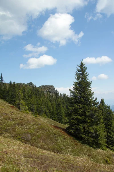 Jehličnaté Stromy Horách Létě — Stock fotografie