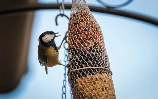 Grande Tit Titmouse Comer Alimento Pólo — Fotografia de Stock