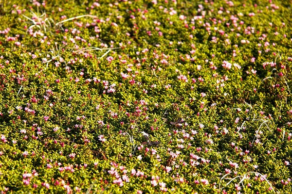 Alfombra Flores Las Montañas — Foto de Stock