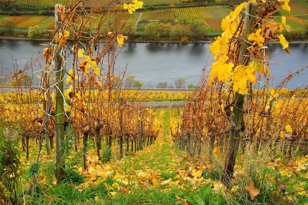Żółte Winorośle Jesienią Reil Moselle — Zdjęcie stockowe