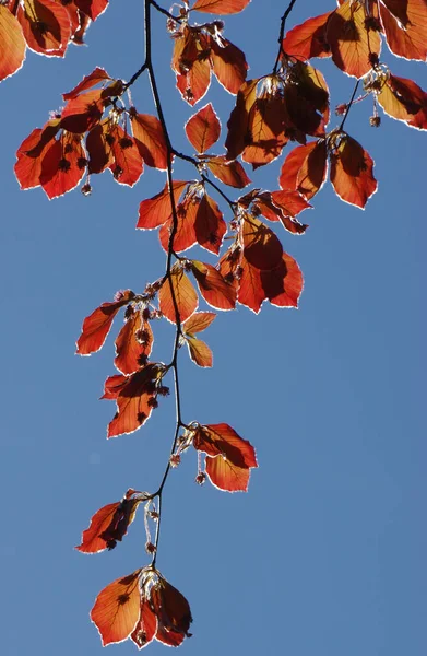 Branch Copper Beech Fagus Sylvatica Light Filled Leaves — Stock Photo, Image