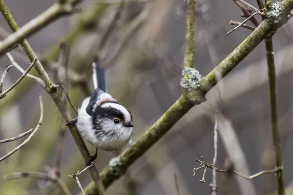 Velho Tit Está Sentado Ramo — Fotografia de Stock