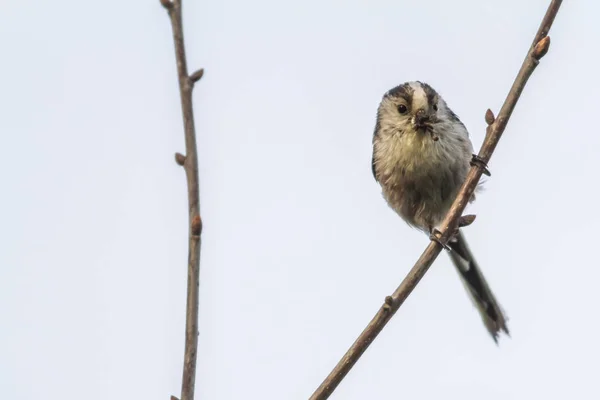 Old Tit Sitting Branch — Stock Photo, Image