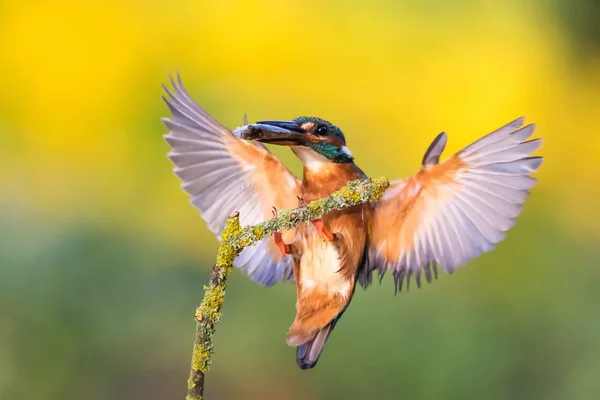 Kingfisher Halakkal Közeledik Ansitzast — Stock Fotó