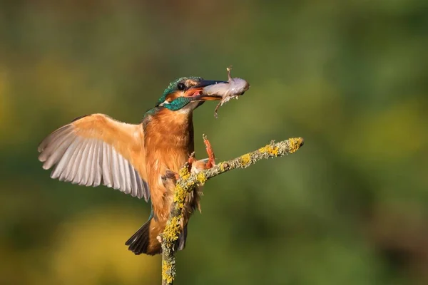 Kingfisher Halakkal Közeledik Ansitzast — Stock Fotó