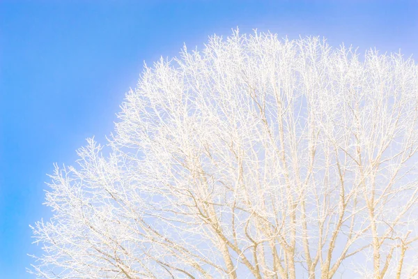 하늘을 배경으로 얼어붙은 나뭇가지들 서리가 내리는 날씨에 — 스톡 사진