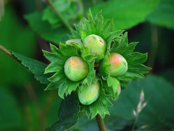 在枝条上的榛子 褐色的坚果被一个绿色的外壳包围着 它的坚果从它们的草皮覆盖物中溶解得较晚 — 图库照片