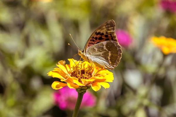 Gyönyörű Pillangó Gyűjti Nektár Cinnia Virág — Stock Fotó