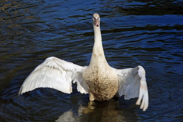 Scenic View Majestic Swan Nature — Stock Photo, Image