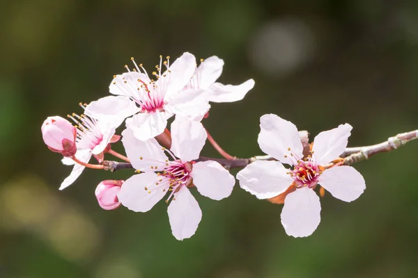 Blommande Säsongen Med Rosa Plum Blossoms — Stockfoto