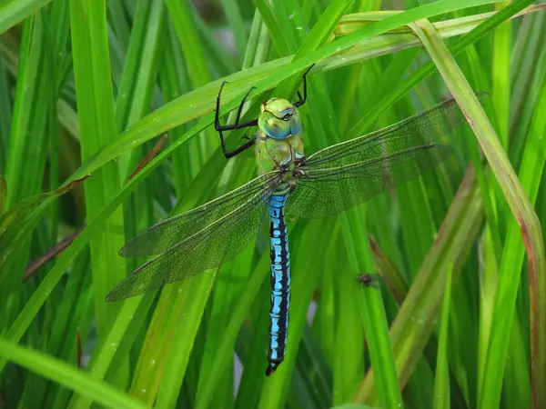 Libellen Insecten Flora Fauna — Stockfoto