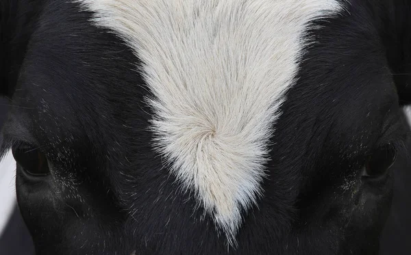 cow portrait with a white blaze. cow with white blaze. as blaze is especially in horses,dogs,cats and cattle,but also in other animals,a white or lighter drawing of the coat,usually referred to as a strip from the forehead to the muzzle.