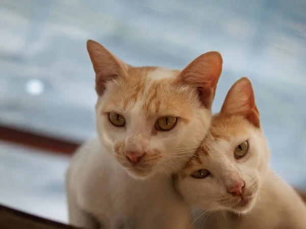 Pareja Gatos Mostrando Amor Ternura —  Fotos de Stock