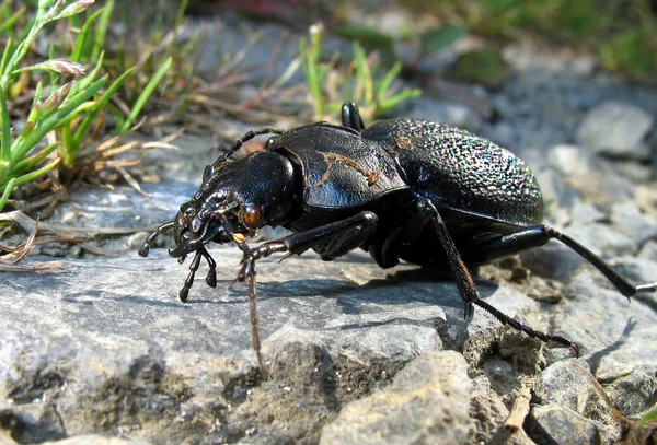 Közelkép Bug Vad Természet — Stock Fotó