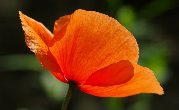Poppy Flower Back Light Close Seed Poppy Hairy Stalks Long — Stock Photo, Image
