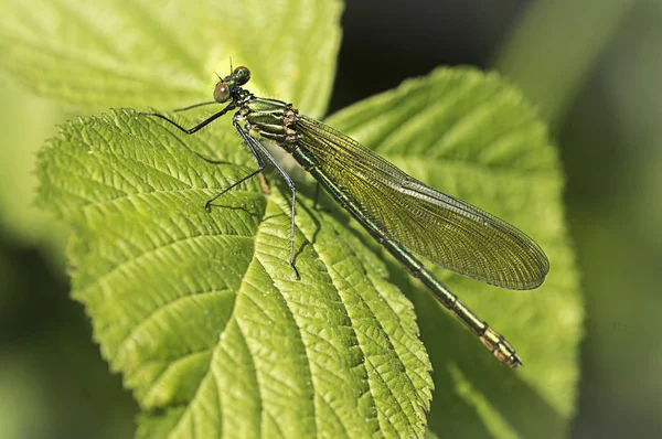 Closeup Macro View Dragonfly Insect — Stock Photo, Image