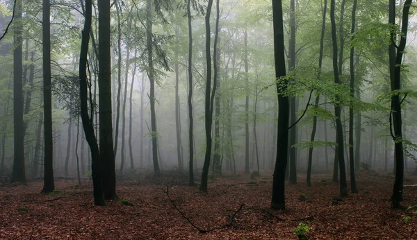 Foresta Faggio Primaverile Alla Luce Fioca Nebbia Sulla Radice Vood — Foto Stock