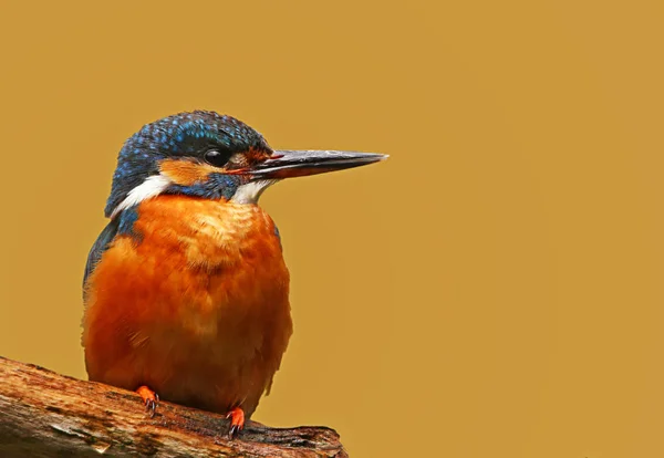 Kingfisher Alcedo Tym Zbliżeniu — Zdjęcie stockowe