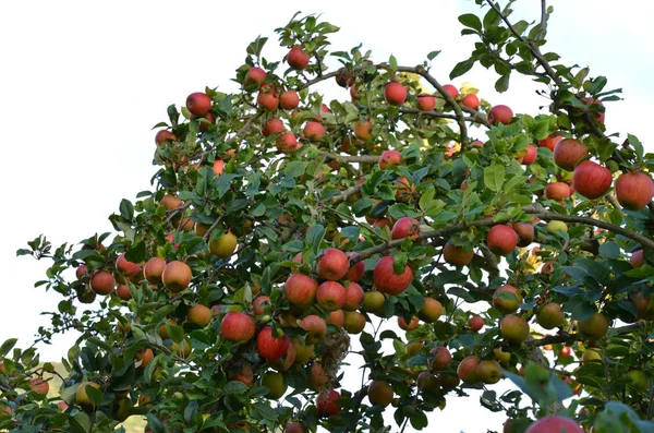 リンゴの木自然植物葉植物 — ストック写真