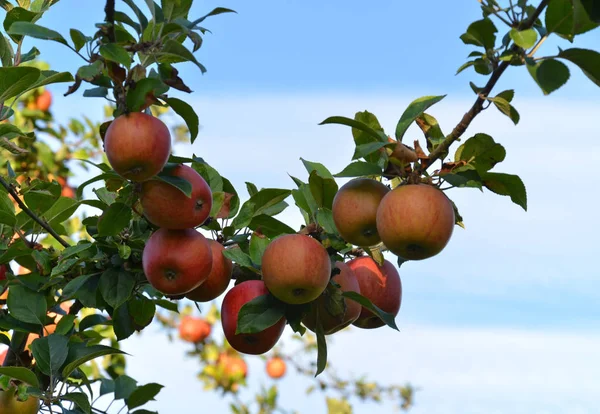 Elma Ağacı Bitki Bitki Örtüsü — Stok fotoğraf