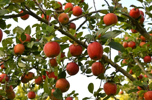 Apple Tree Nature Plant Foliage Flora — Stock Photo, Image