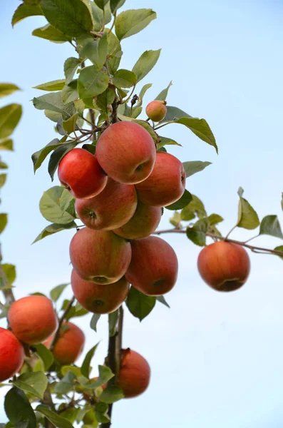 Яблуня Рослина Природи Флора Листя — стокове фото