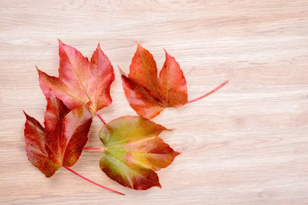 Autumn Still Life Colorful Wine Leaves Wooden Ground — Stock Photo, Image