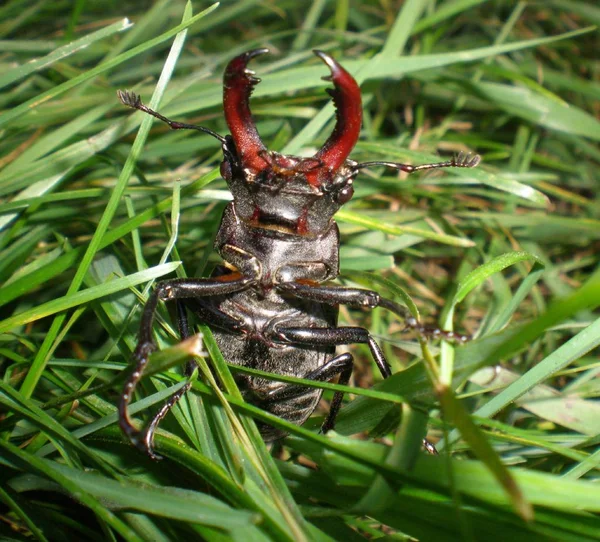 Closeup Bug Wild Nature — Stock Photo, Image