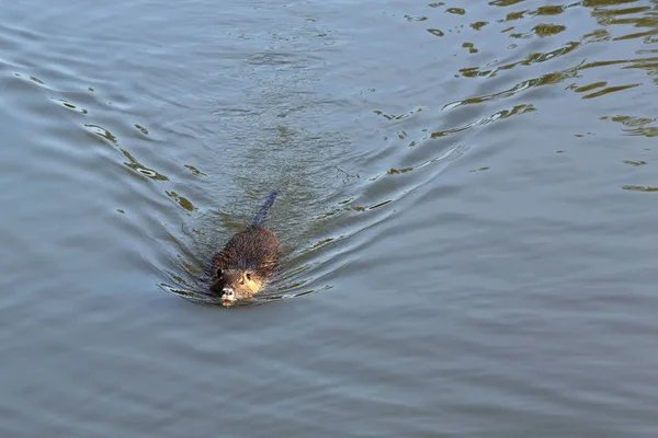 Nutria Ζώο Στη Φύση Myocastor Coypus — Φωτογραφία Αρχείου