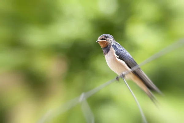 Istálló Nyelni Hirundo Rustica Fiatal Kerítésen Zoom Hatás — Stock Fotó