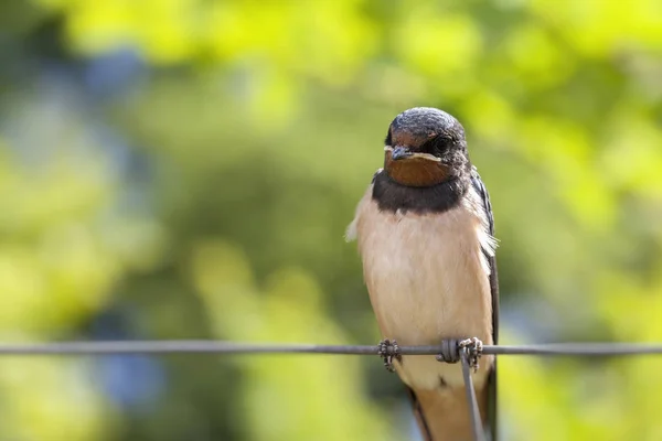 Andorinha Celeiro Hirundo Rustica Filhote Sentado Uma Cerca — Fotografia de Stock