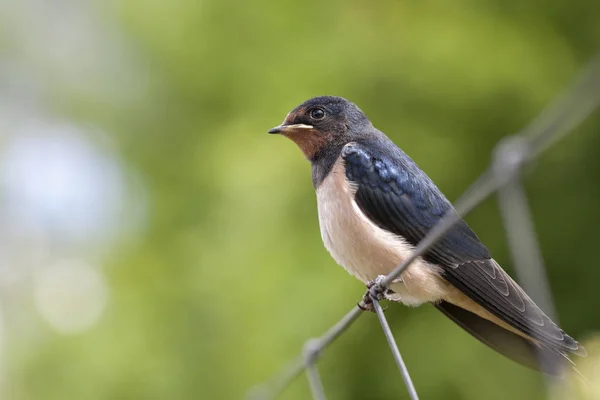 Andorinha Celeiro Hirundo Rustica Filhote Sentado Uma Cerca — Fotografia de Stock