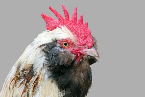 Gallo Pollo Salmón Alemán —  Fotos de Stock