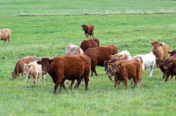 Skoç Skoçya Sığırları Vahşi Yaşam — Stok fotoğraf