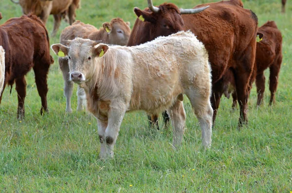 Scottish Highland Ganado Animales Vida Silvestre — Foto de Stock