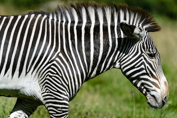 Boční Pohled Zebru — Stock fotografie