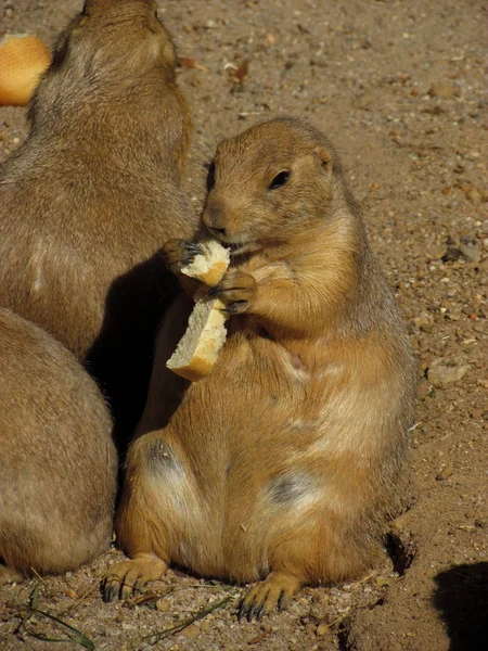 Präriehund Tiere Tierwelt Gattung Cynomys Hamster — Stockfoto